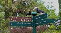 Exploring the Avian Wonders of Singapore Botanic Gardens: New Exhibition Celebrates Community Efforts in Bird Photography featured image