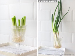 How to Regrow Japanese Spring Onions in Water featured image