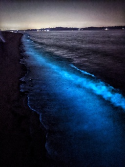 Tips to Catch The Elusive Bioluminescent Waves in Singapore featured image