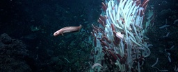 Surprise Discovery Reveals Animal Life Thriving Under The Seafloor featured image