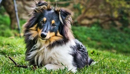 Dog disease could clarify Cystic Fibrosis in people featured image