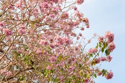 ‘Sakura’ Season Is Here! These Are The 7 Best Spots For Viewing Trumpet Trees In Singapore featured image