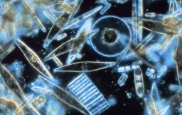 Pentagon’s BLUE Program Aims to Fuel Underwater Remote Sensors Using Microscopic Marine Organisms featured image