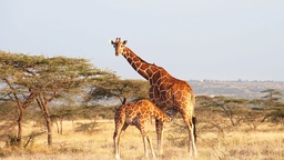 8D Expedition to Greater Kruger, South Africa Savanna for under S$3.5k — TTI Experiences featured image