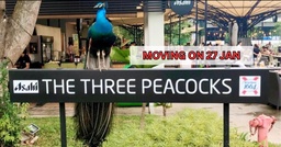 The Three Peacocks Moving Out Of Labrador Park With Last Day on 27 Jan featured image