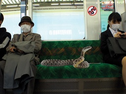 Another Snake on a Train Discovered Despite Official ‘Ban’ by JR Train Line featured image