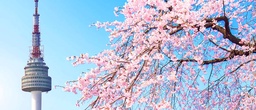 South Korea Cherry Blossom Season Forecast (2023): When & Where to Visit in Seoul and Other Regions featured image