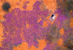 Go Wild For Western Australia Wildflower Season featured image