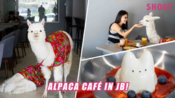 FIRST-EVER ALPACA CAFÉ IN JB WITH NO ENTRANCE FEES OR MINIMUM SPEND & FREE CARROT SNACKS FOR ALPACAS! featured image