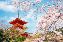 Japan Releases Its Cherry Blossom Forecast For 2024 featured image