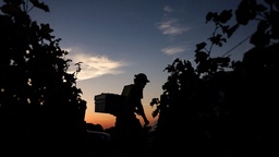 Burgundy Faces Its Most Challenging Harvest in 50 Years featured image